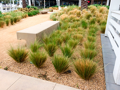 Drought Tolerant Landscapes, Rosamond, CA
